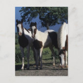 Gruppe der Paint Horses Postkarte (Vorderseite)