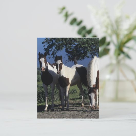 Gruppe der Paint Horses Postkarte (Stehend Vorderseite)