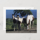 Gruppe der Paint Horses Postkarte (Vorne/Hinten)