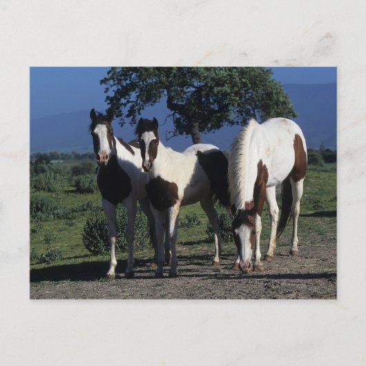 Gruppe der Paint Horses Postkarte (Vorderseite)