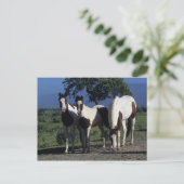 Gruppe der Paint Horses Postkarte (Stehend Vorderseite)