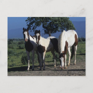 Gruppe der Paint Horses Postkarte