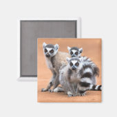 Gruppe der Ringschwanz-Lemuren Magnet (Vorderseite/Rückseite)