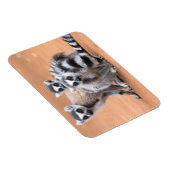 Gruppe der Ringschwanz-Lemuren Magnet (Rechte Seite)