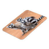 Gruppe der Ringschwanz-Lemuren Magnet (Linke Seite)