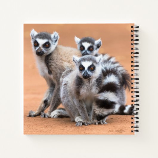 Gruppe der Ringschwanz-Lemuren Notizblock (Rückseite)