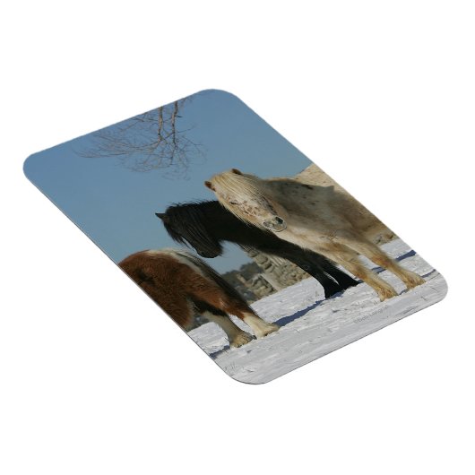 Gruppe der Schneepferde Magnet (Rechte Seite)