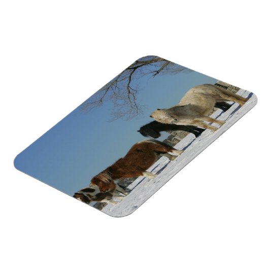 Gruppe der Schneepferde Magnet (Linke Seite)