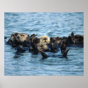 Gruppe der Sea Otters Poster
