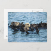 Gruppe der Sea Otters Postkarte (Vorne/Hinten)
