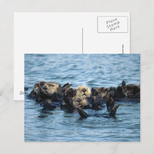 Gruppe der Sea Otters Postkarte (Vorne/Hinten)