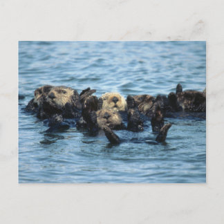 Gruppe der Sea Otters Postkarte
