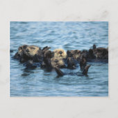 Gruppe der Sea Otters Postkarte (Vorderseite)