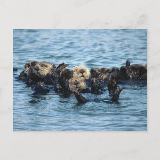 Gruppe der Sea Otters Postkarte (Vorderseite)