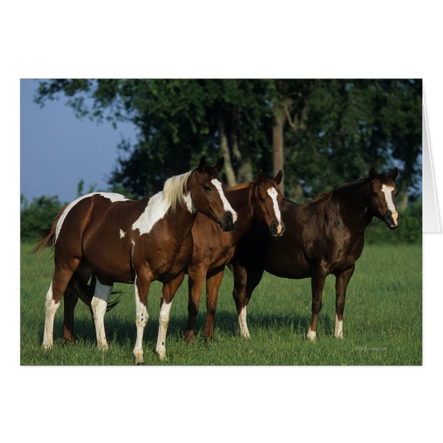 Gruppe der Stehenden Paint Horses (Vorderseite (Horizontal))