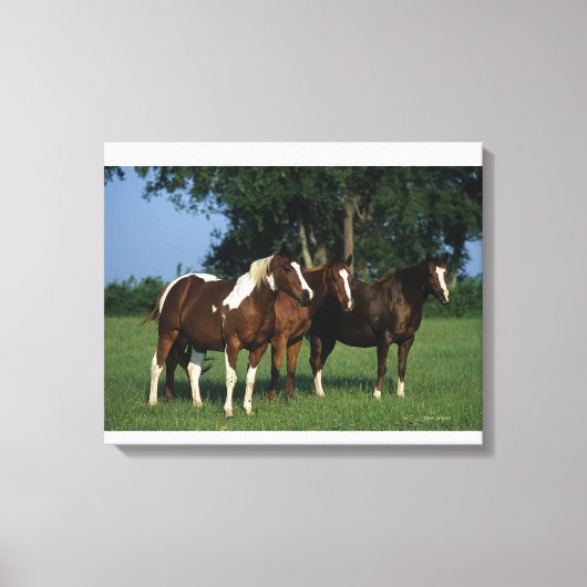 Gruppe der Stehenden Paint Horses Leinwanddruck (Vorderseite)