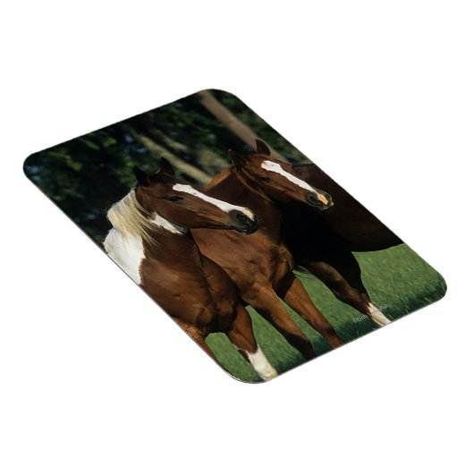 Gruppe der Stehenden Paint Horses Magnet (Rechte Seite)