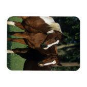Gruppe der Stehenden Paint Horses Magnet (Horizontal)