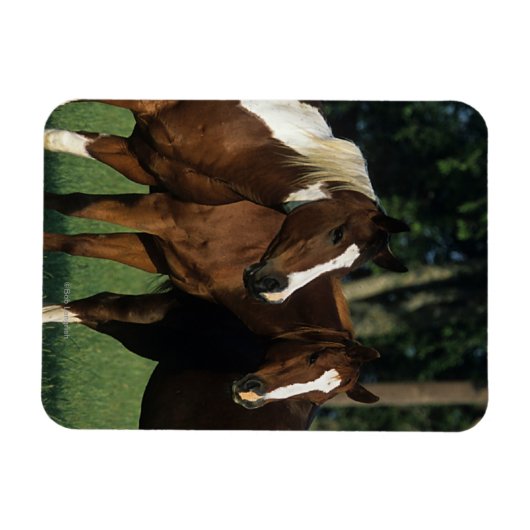 Gruppe der Stehenden Paint Horses Magnet (Horizontal)