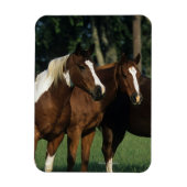 Gruppe der Stehenden Paint Horses Magnet (Vertikal)