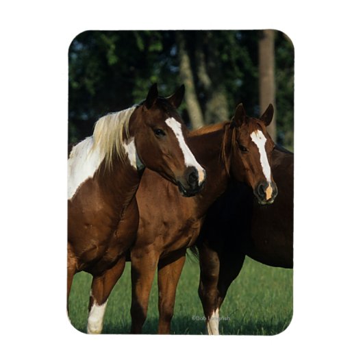 Gruppe der Stehenden Paint Horses Magnet (Vertikal)