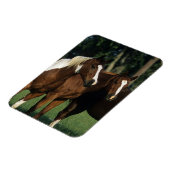 Gruppe der Stehenden Paint Horses Magnet (Linke Seite)