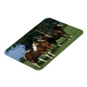 Gruppe der Stehenden Paint Horses Magnet (Linke Seite)