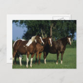 Gruppe der Stehenden Paint Horses Postkarte (Vorne/Hinten)