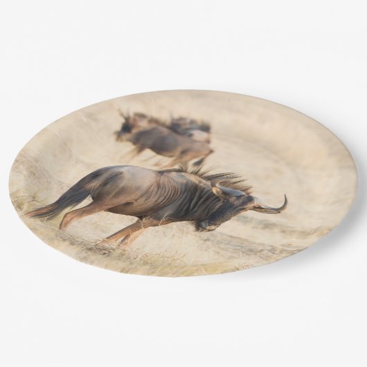 Gruppe der Weiden Pappteller (Schrägansicht)