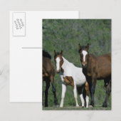 Gruppe der wild lebenden Mustang Pferde Postkarte (Vorne/Hinten)