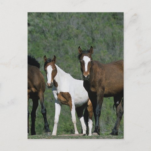 Gruppe der wild lebenden Mustang Pferde Postkarte (Vorderseite)