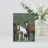 Gruppe der wild lebenden Mustang Pferde Postkarte (Stehend Vorderseite)
