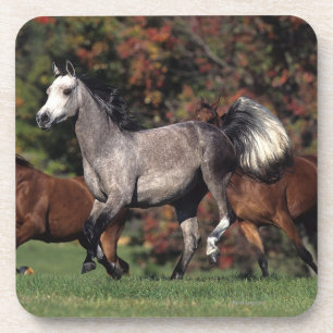 Gruppe des arabischen Pferdelaufens Getränkeuntersetzer