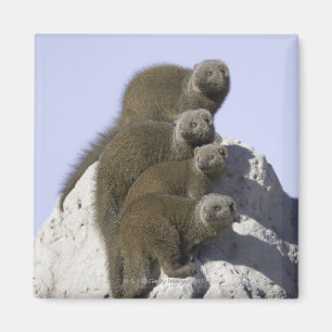 Gruppe des zwergartigen Mungos auf einem Magnet