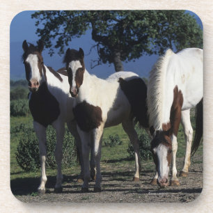 Gruppe Farben-Pferde Getränkeuntersetzer