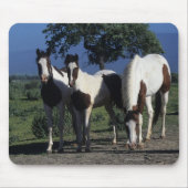 Gruppe Farben-Pferde Mousepad (Vorne)