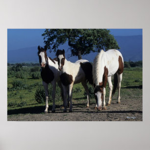 Gruppe Farben-Pferde Poster