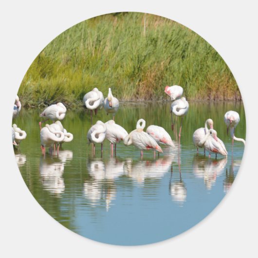 Gruppe Flamingos in Camargue in Frankreich Postcar Runder Aufkleber (Vorderseite)