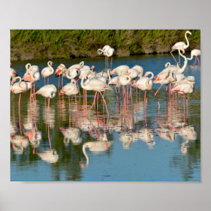 Gruppe Flamingos in Camargue Poster