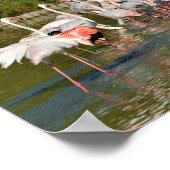 Gruppe Flamingos in Camargue Poster (Ecke)