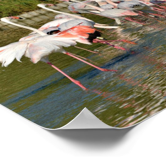 Gruppe Flamingos in Camargue Poster (Ecke)