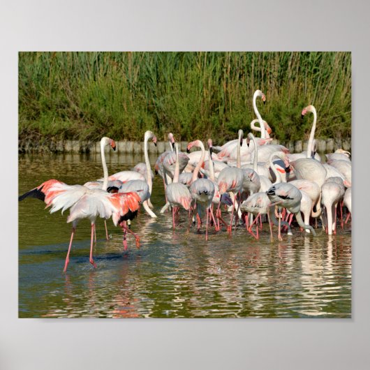 Gruppe Flamingos in Camargue Poster (Vorne)