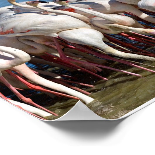Gruppe Flamingos in Camargue Poster (Ecke)