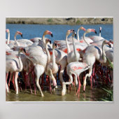 Gruppe Flamingos in Camargue Poster (Vorne)
