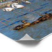 Gruppe Flamingos und Enten in Camargue Poster (Ecke)