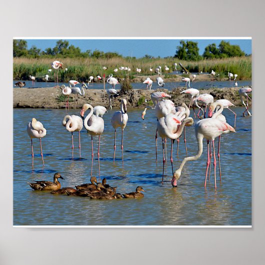 Gruppe Flamingos und Enten in Camargue Poster (Vorne)