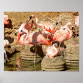 Gruppe Flamingos und Nester in Camargue Poster (Vorne)