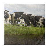 Gruppe friesische Kühe Fliese (Vorderseite)