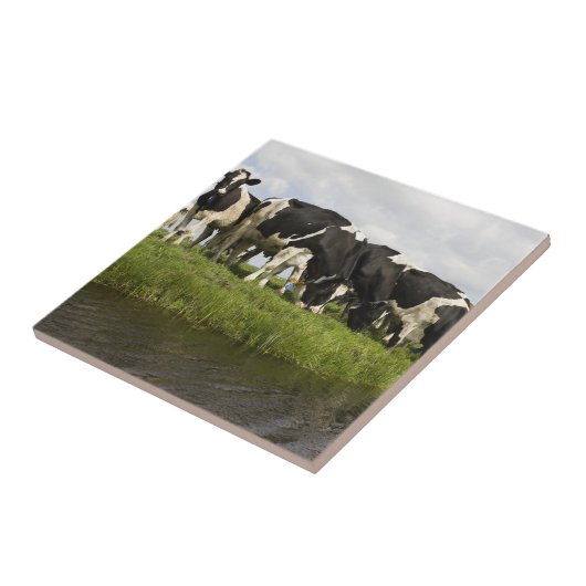 Gruppe friesische Kühe Fliese (Seite)