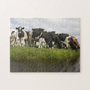 Gruppe friesische Kühe Puzzle